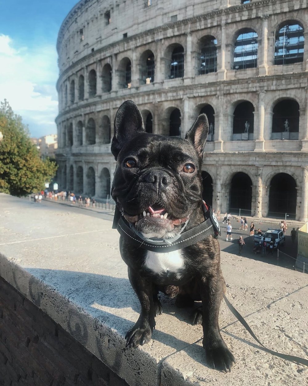 Bentley, un bulldog francés atigrado negro, sonriendo frente al Coliseo de Roma