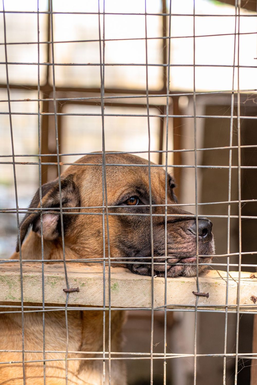 Un perro descansando detrás de los barrotes de una jaula en un refugio