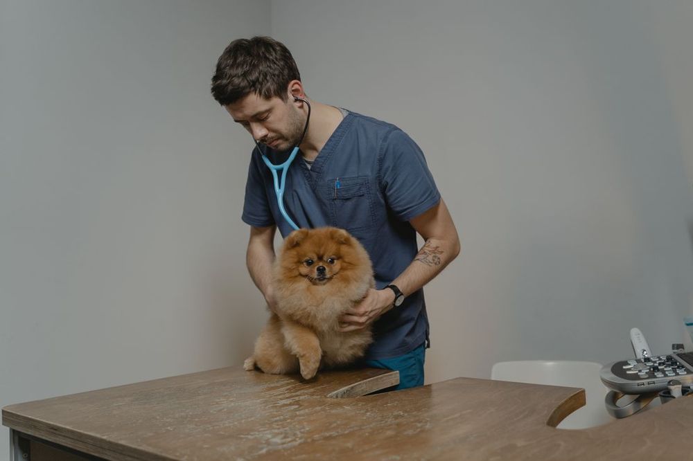 Una veterinaria cargando un pomerania peludo