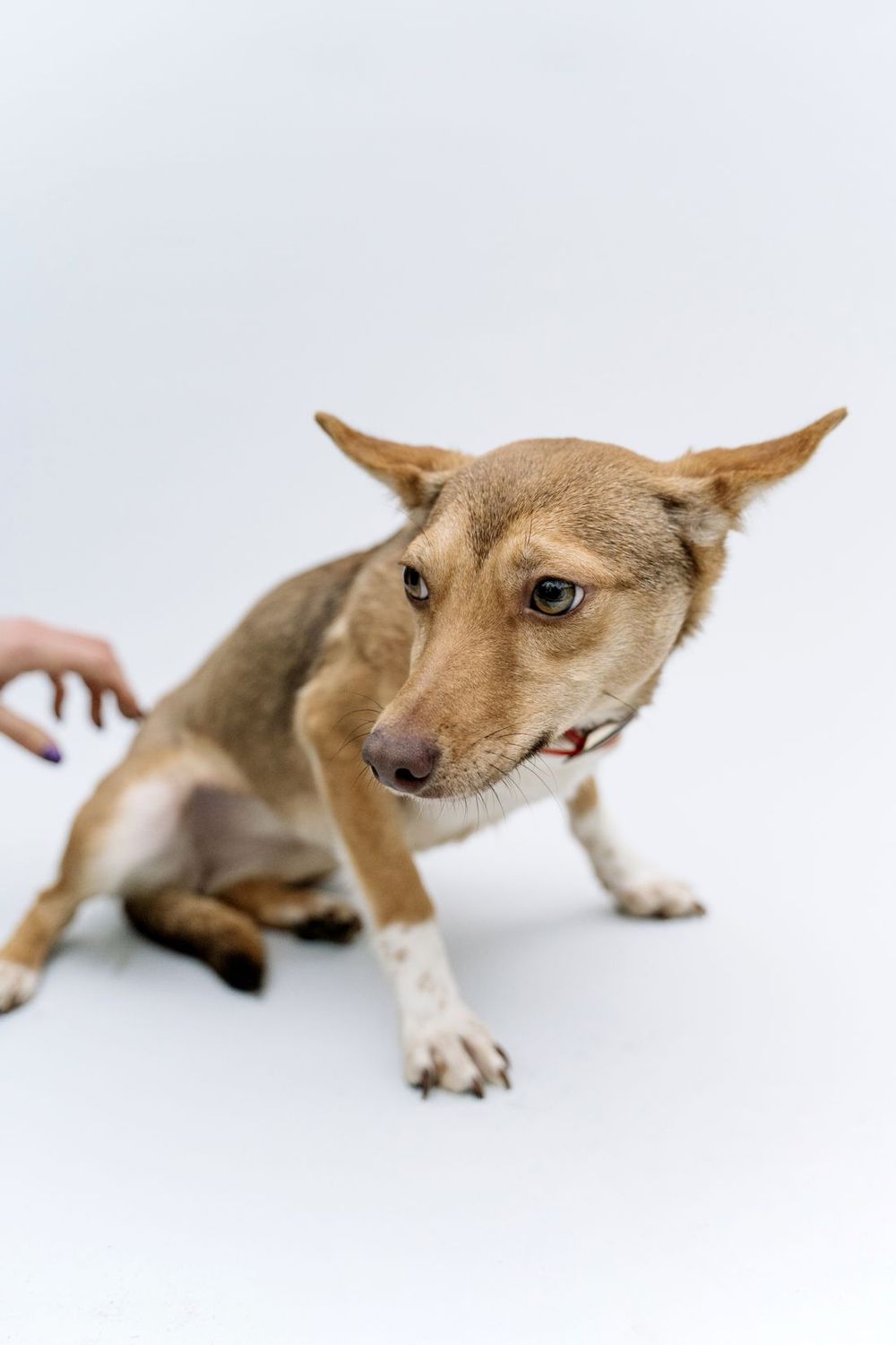 Un perro nervioso agachado mientras una mano se acerca con suavidad