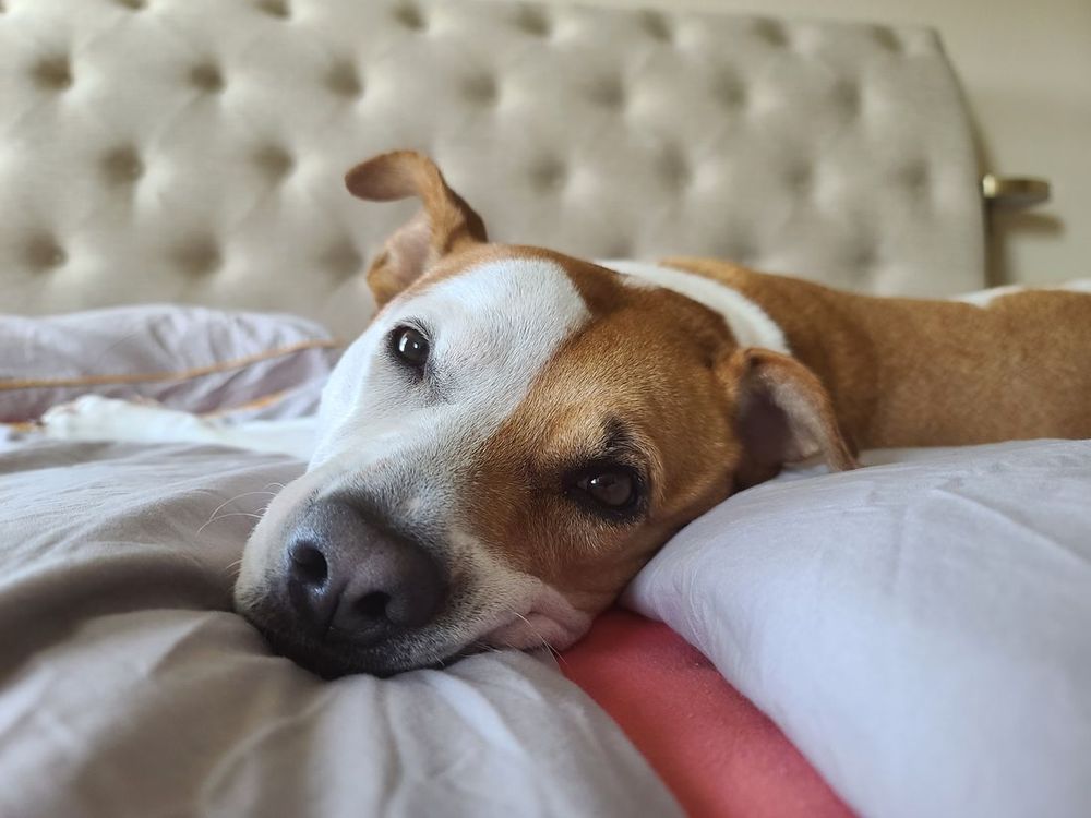 Un perro apoyando la cabeza en una almohada suave