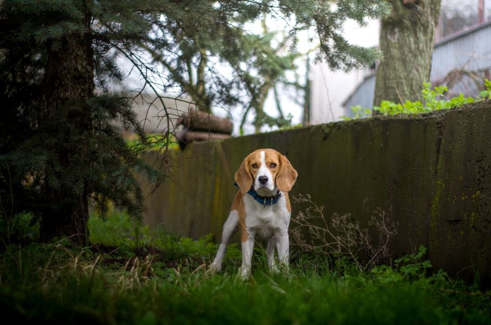Un beagle de pie en un patio