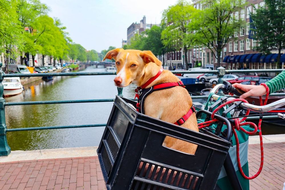 Un perro paseando en la canasta de una bicicleta junto a un canal