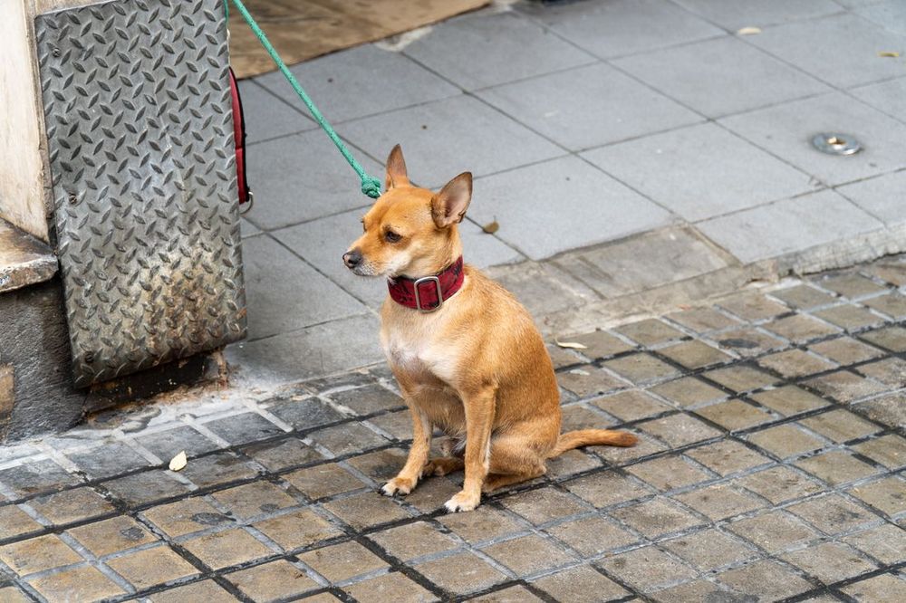 Un perro pequeño con correa sentado en una acera