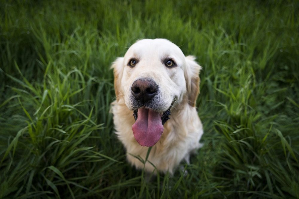 A happy white golden retriever sitting in tall green grass with its tongue out