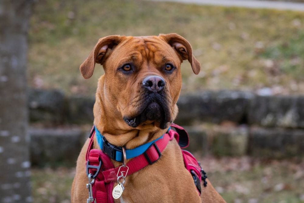 Un perro de aspecto serio sentado al aire libre
