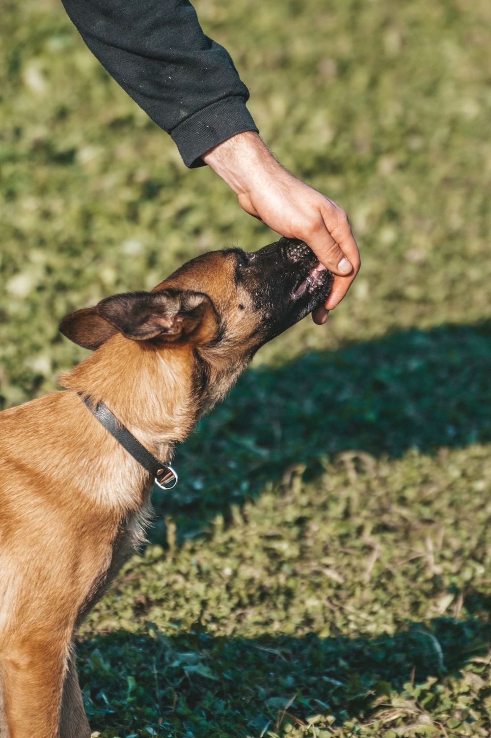 Un perro tomando con suavidad un premio de una mano durante un entrenamiento