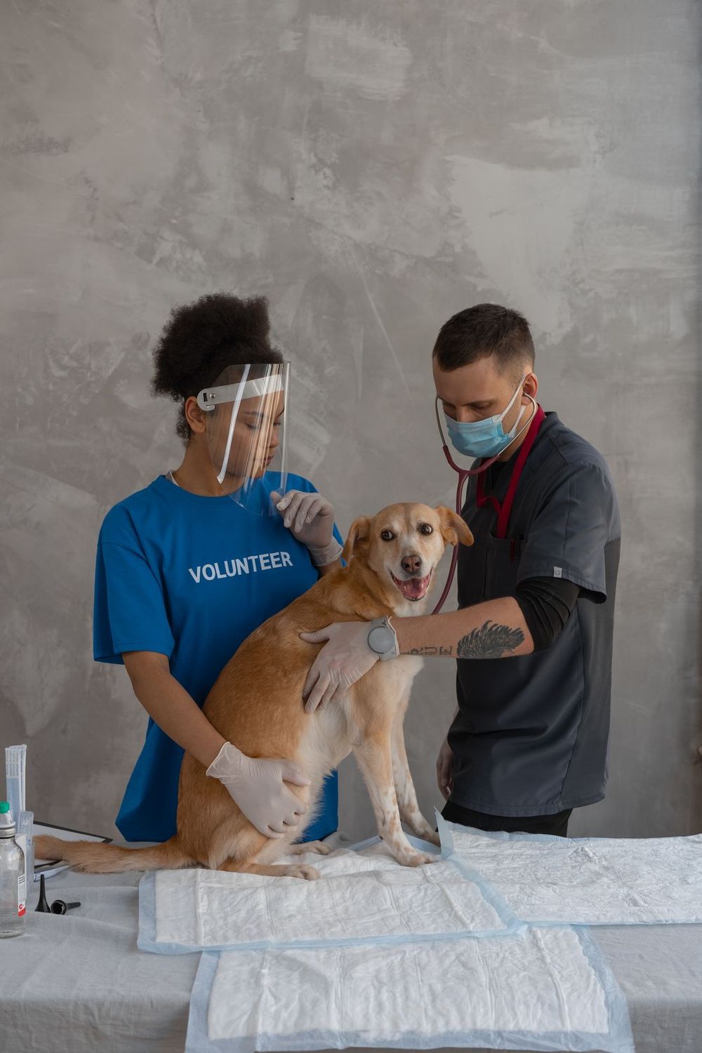 Un veterinario examinando a un perro feliz junto a una voluntaria