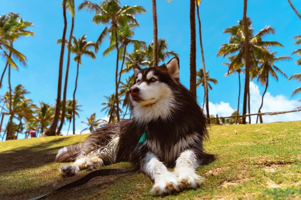 Un husky acostado en el césped bajo unas palmeras