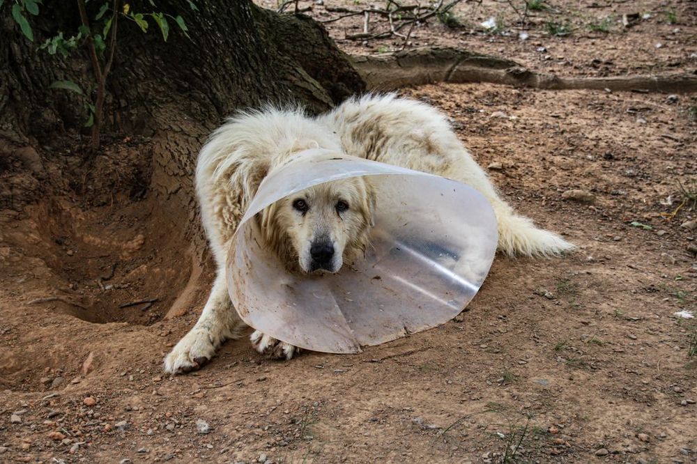 Un perro con un cono de recuperación descansando en el suelo