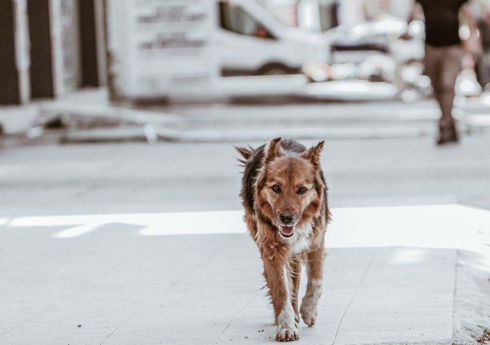 Un perro callejero marrón caminando por una calle soleada de la ciudad