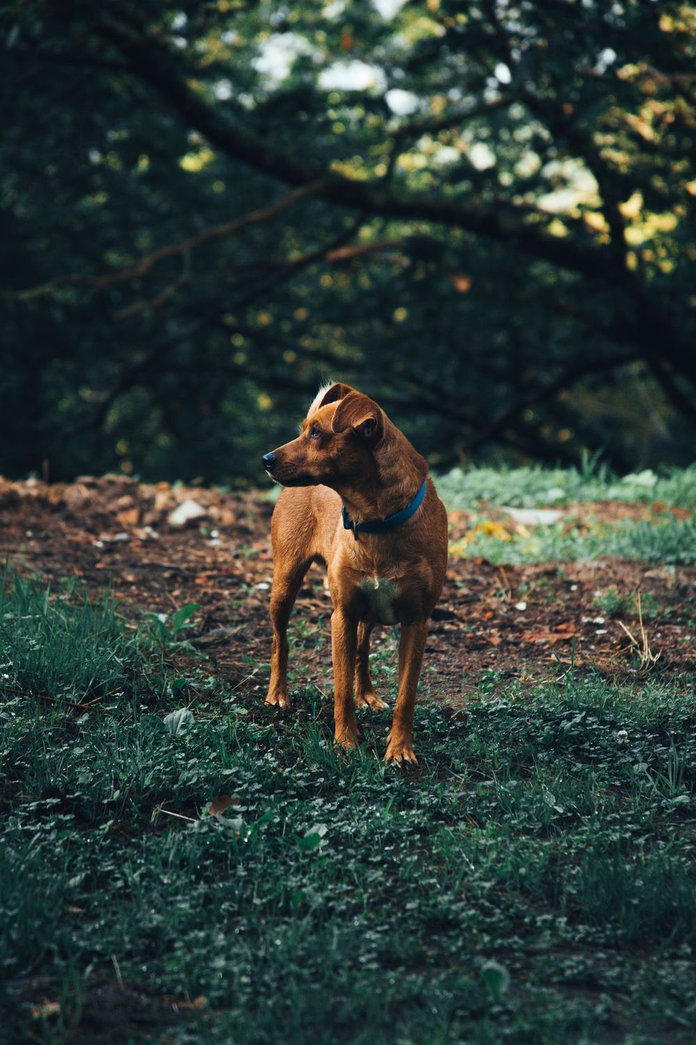 Un perro marrón de pie y alerta en un claro del bosque