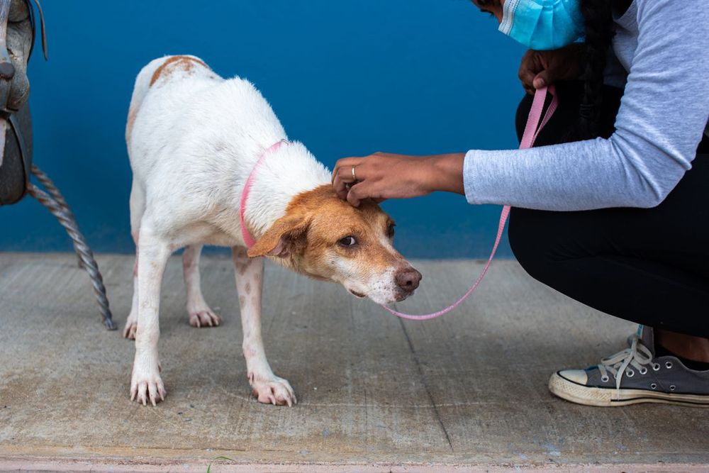 Un perro rescatado con correa recibe el consuelo de su cuidadora