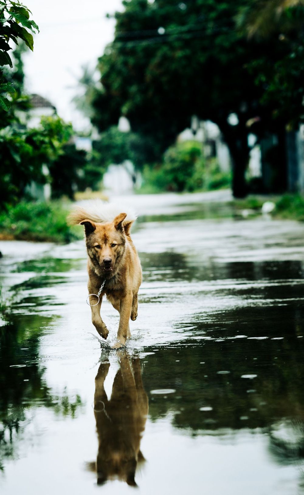 Un perro caminando entre charcos en una calle lluviosa