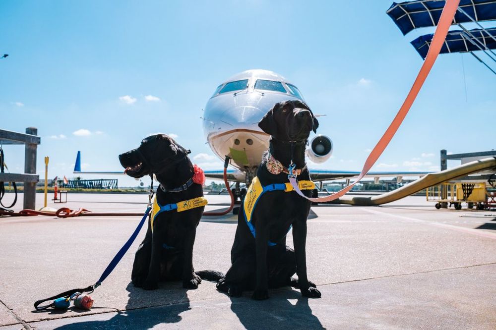 Dos perros con chalecos en la pista de un aeropuerto junto a un avión