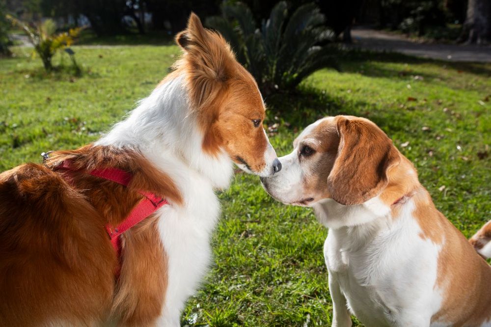 Dos perros saludándose nariz con nariz sobre el césped