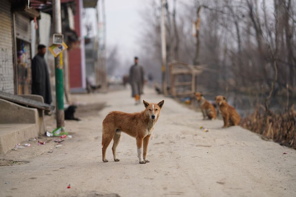 Un perro callejero parado en una acera de la ciudad