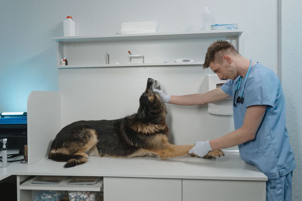 Una veterinaria revisando a un perro acostado en una mesa de examen