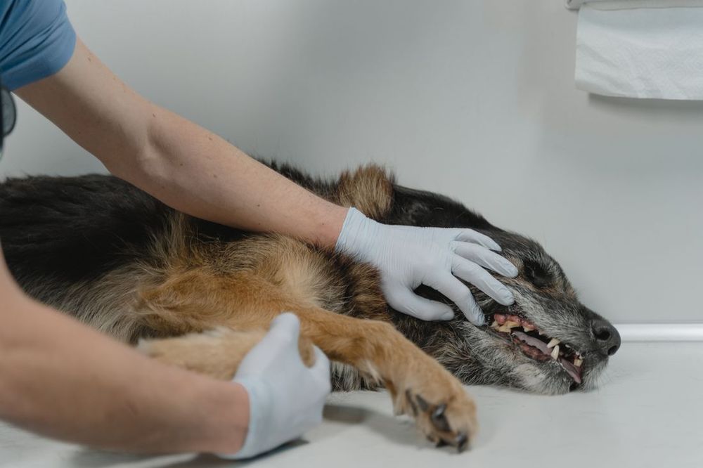 Una mano con guante consolando a un perro acostado en una mesa de examen