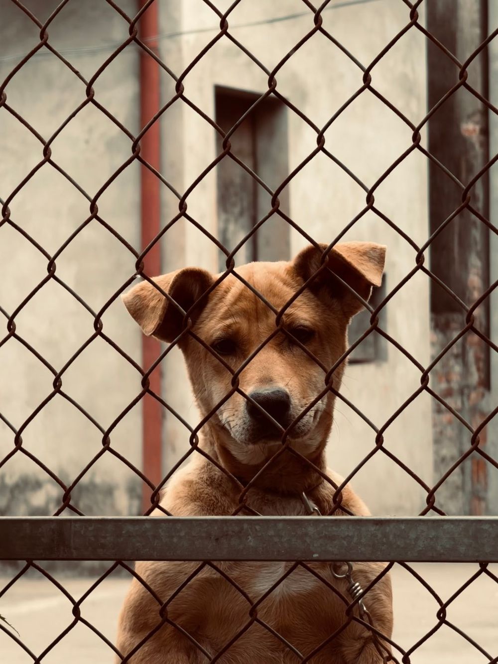 Un perro mirando desde detrás de una cerca de malla metálica