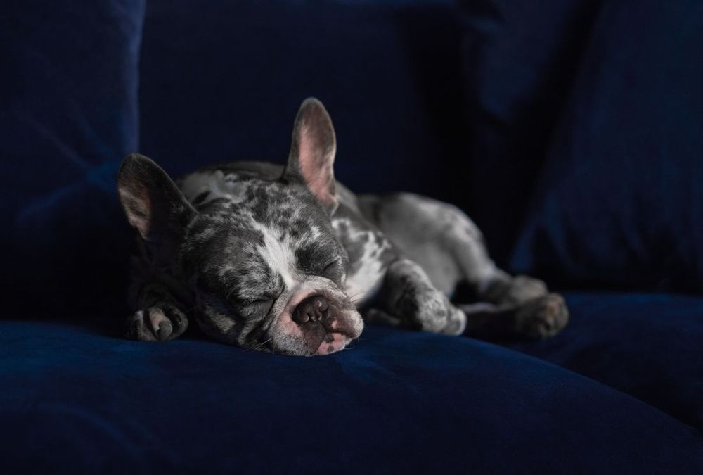 Un bulldog francés durmiendo tranquilo sobre una manta