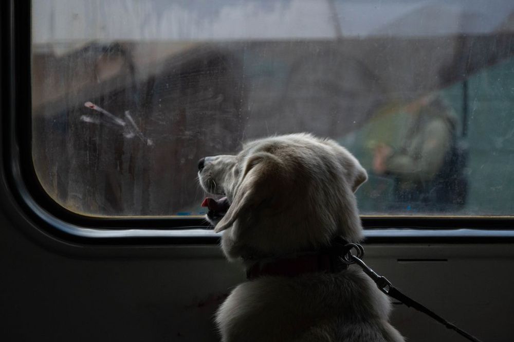 Un perro mirando por la ventana de un tren