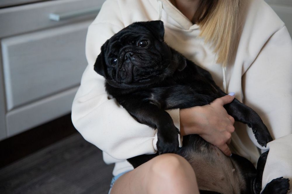 Un pug en brazos, recibiendo mimos