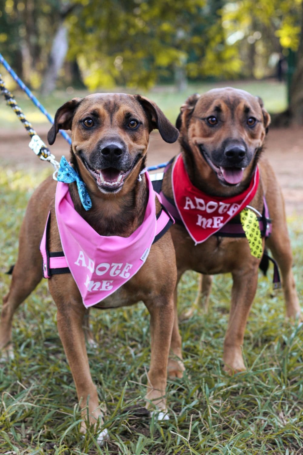 Two happy dogs wearing "Adopt Me" bandanas in a park