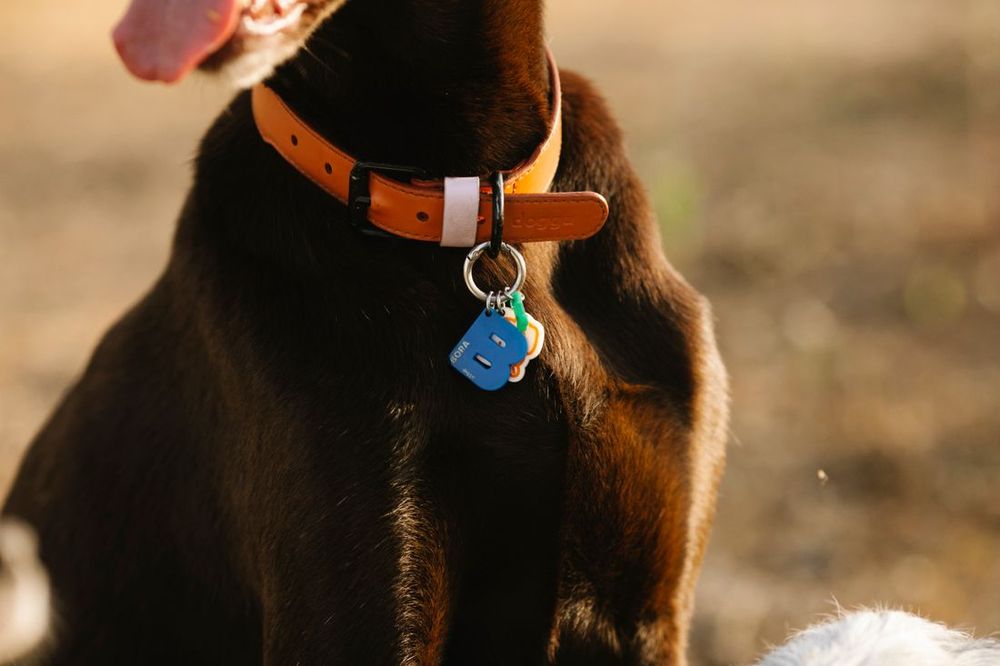 Primer plano del collar de un perro con una placa de identificación