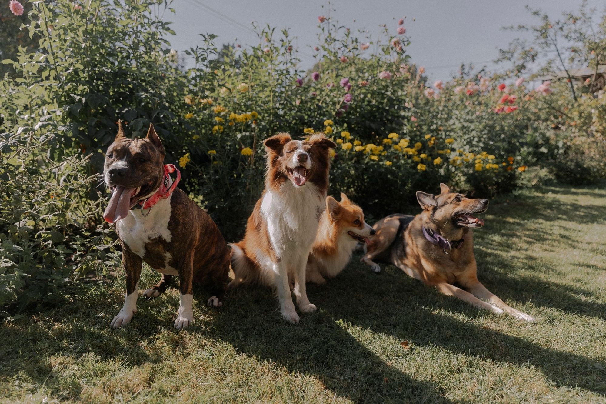 Cuatro perros felices sentados juntos en un jardín soleado