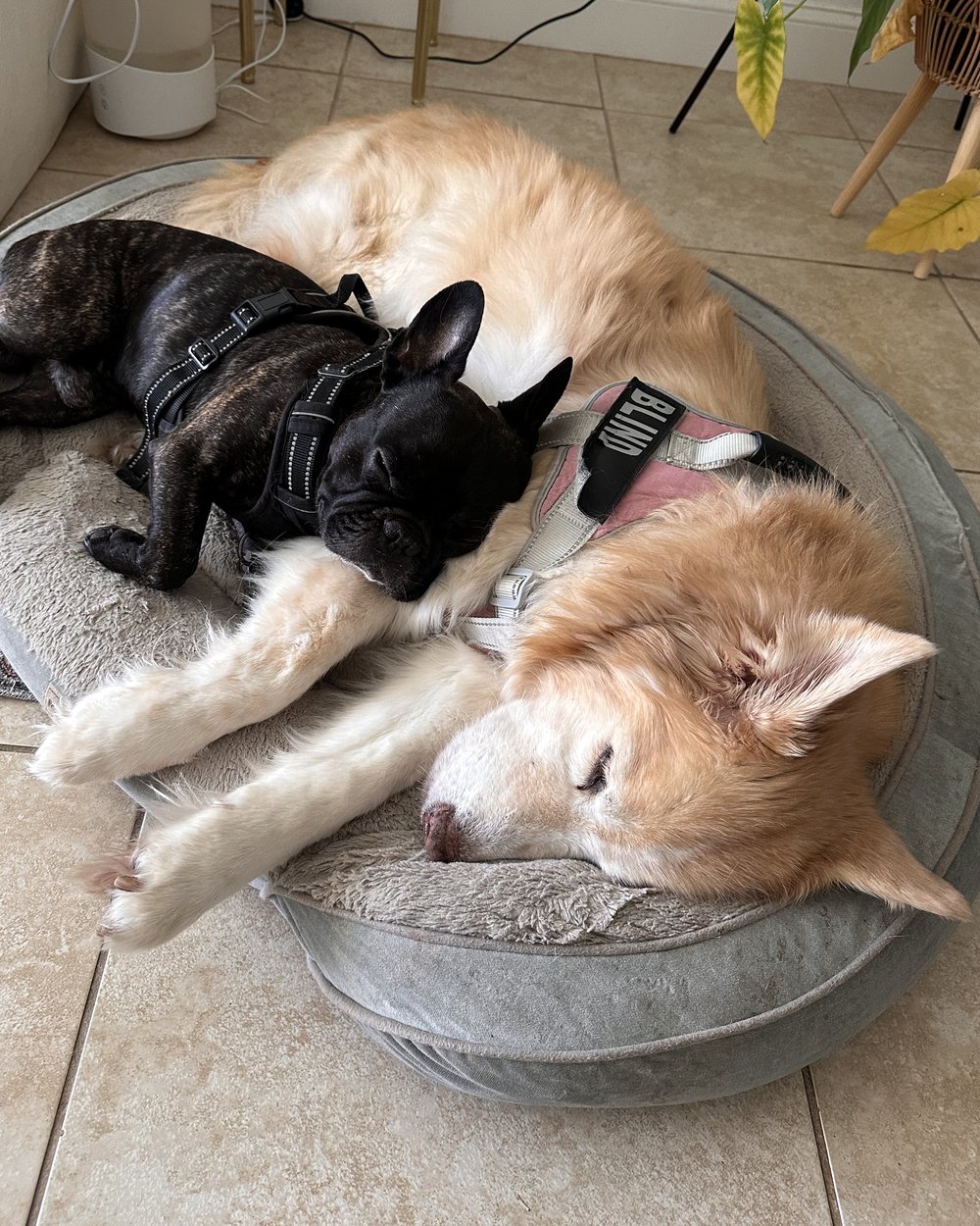 Kiara, una husky peluda con un arnés rosado que dice Blind (ciega), dormida en una cama para perros con Bentley acurrucado junto a ella
