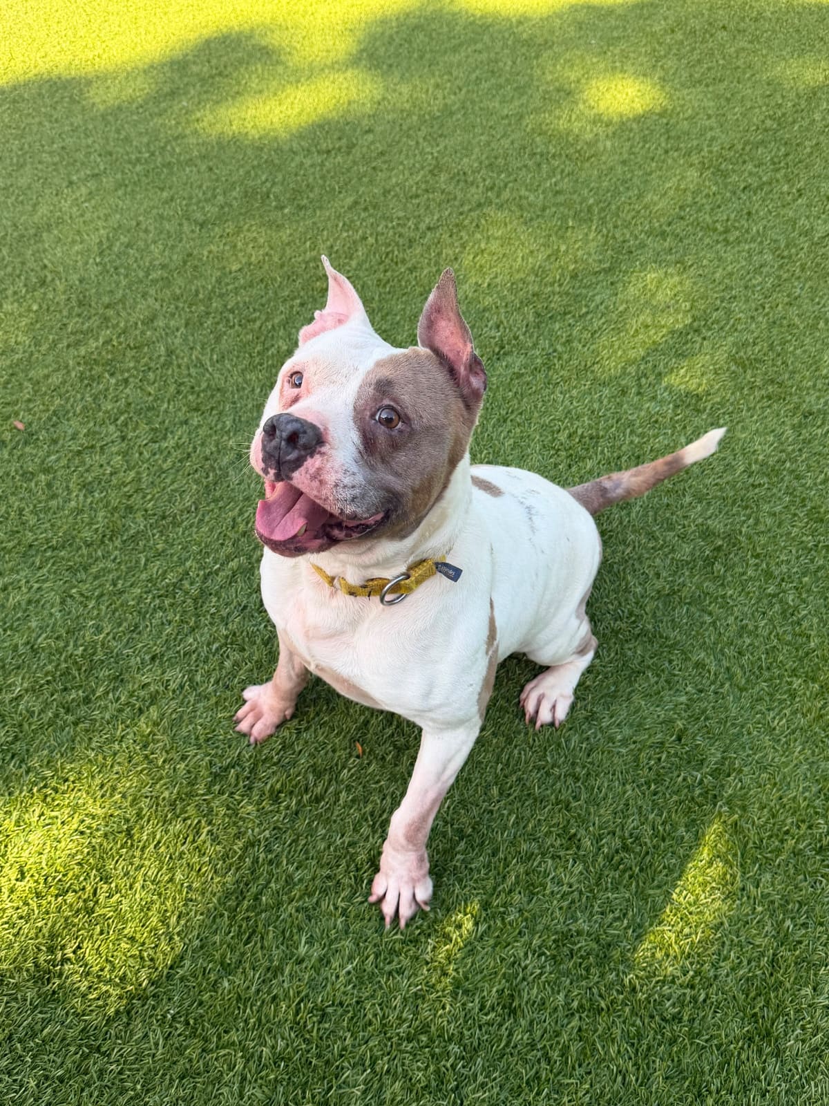 Belle, mezcla de bulldog americano