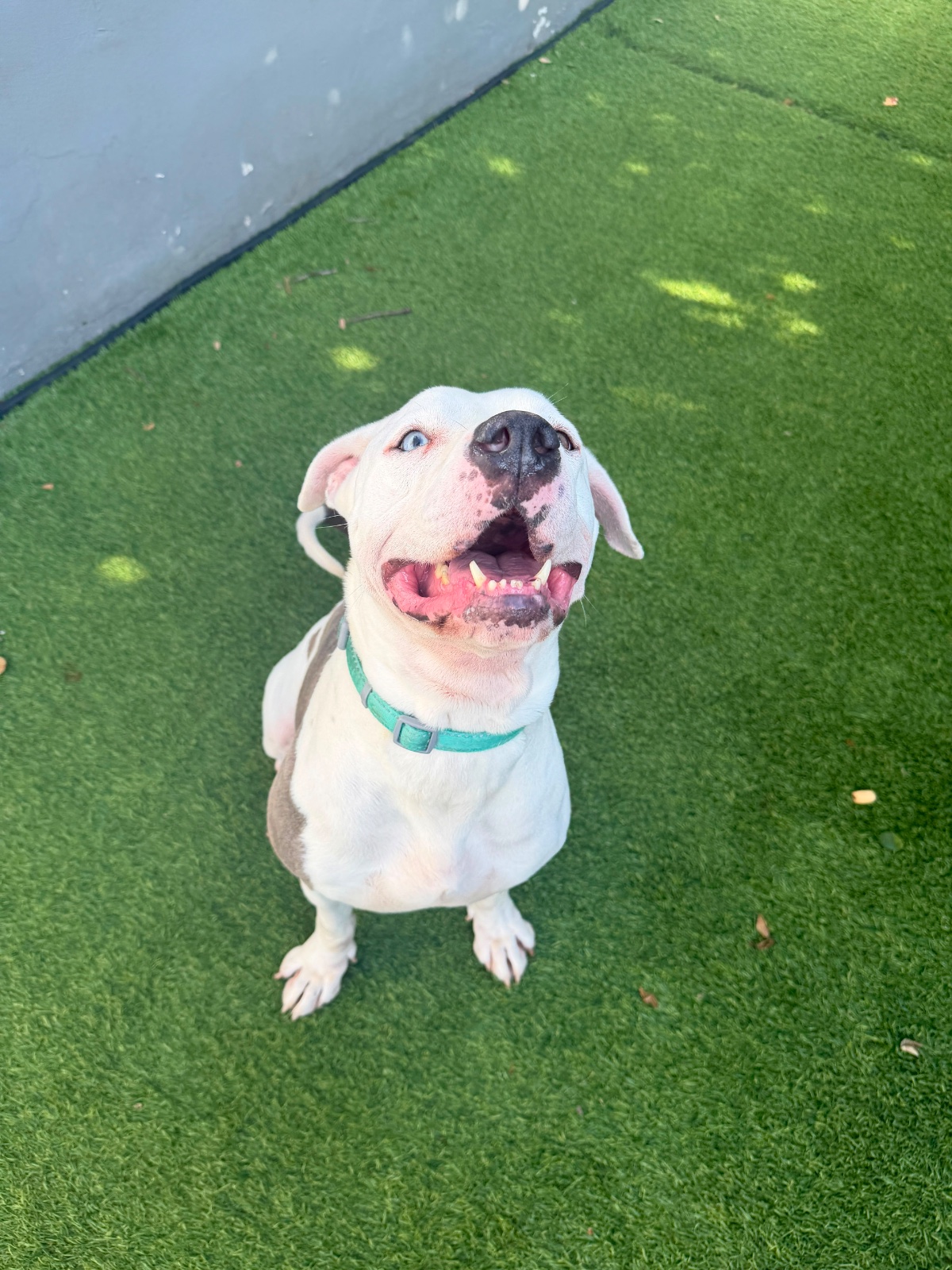 France, American Bulldog