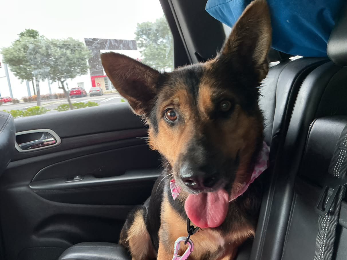 Jasmine, German shepherd