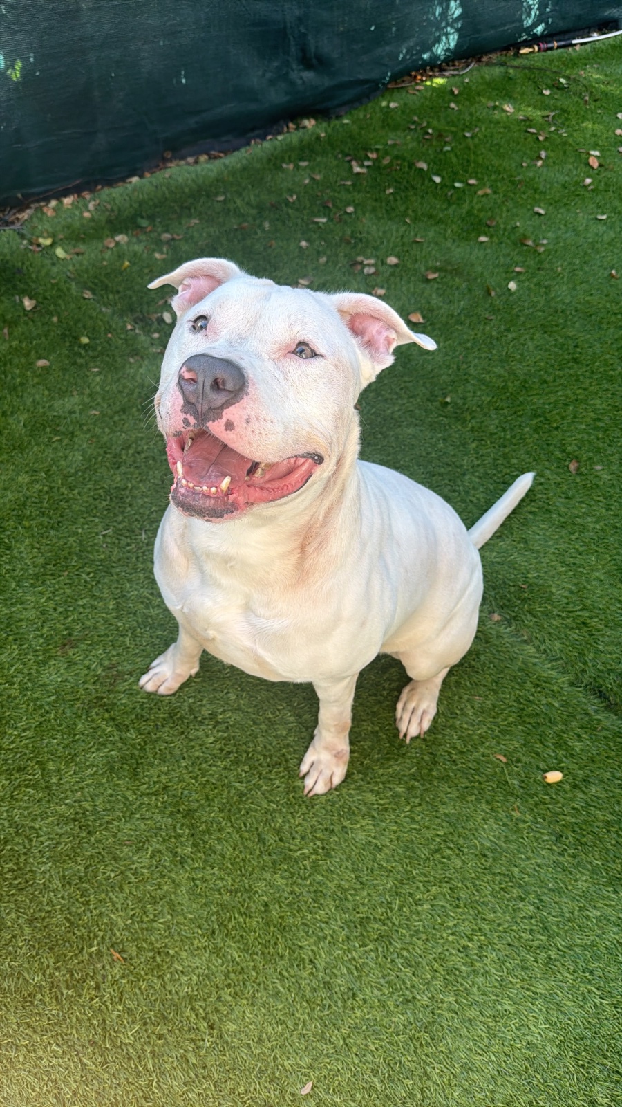 Snow, American Bulldog Mix