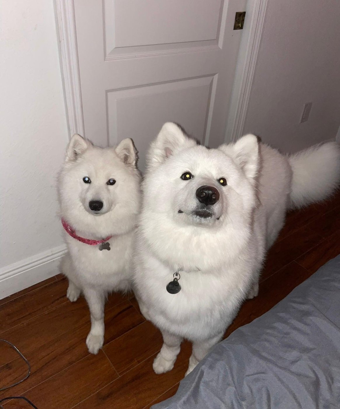 Zeus and Star, two fluffy white Samoyeds, sitting side by side by a door
