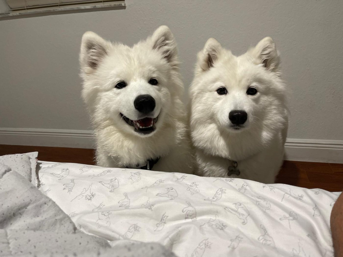 Photo 2 of Zeus & Star