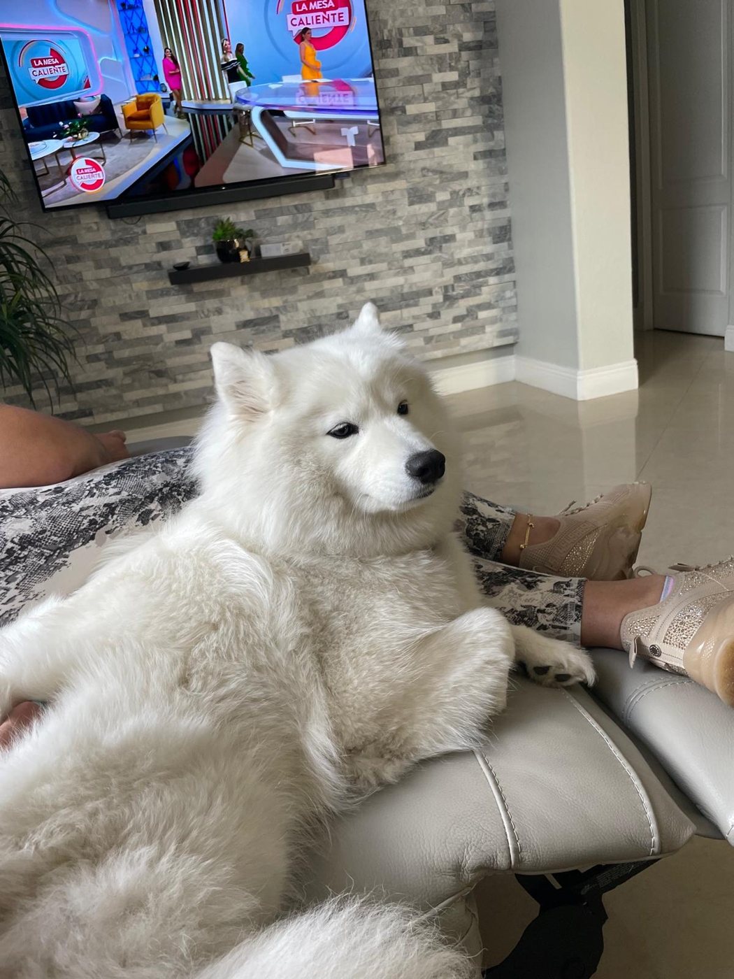 Photo 6 of Zeus & Star