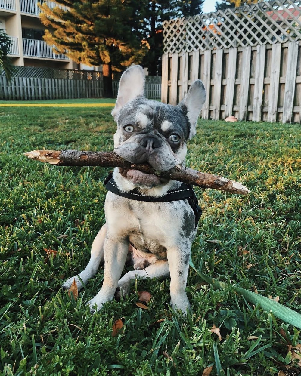 Romeo, un cachorro de bulldog francés merle, sentado en el pasto con un palo grande en la boca