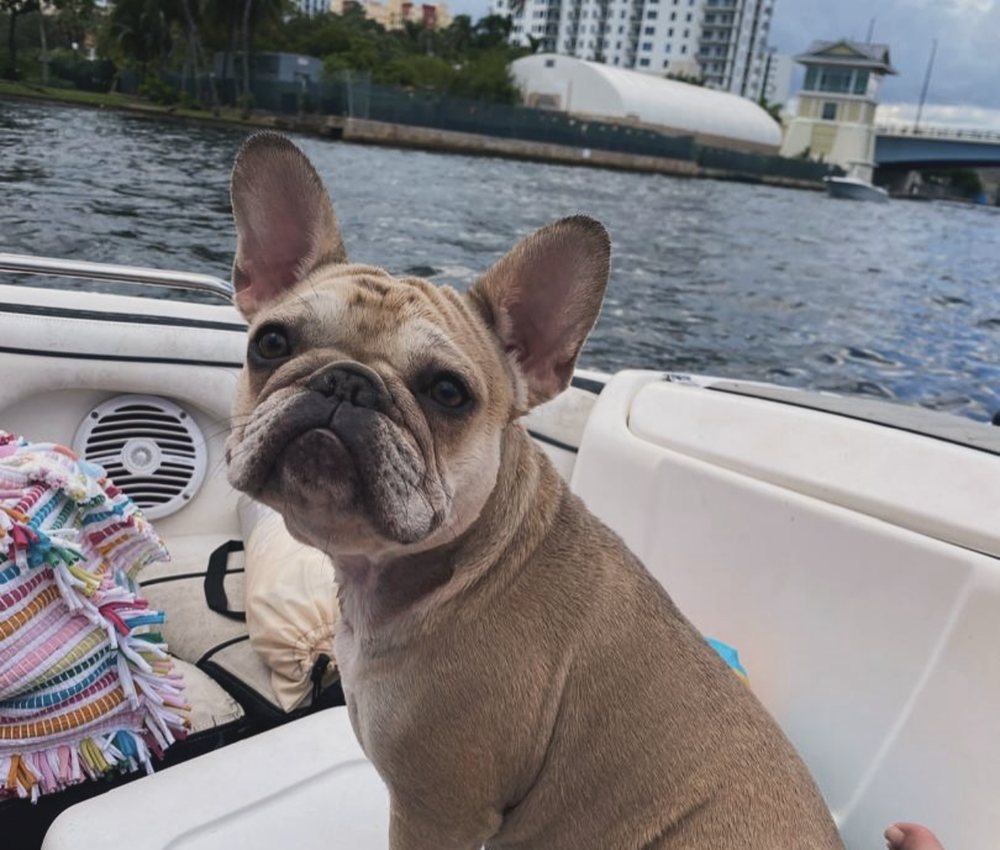 Blue, a fawn French Bulldog, sitting on a boat seat with the water behind her