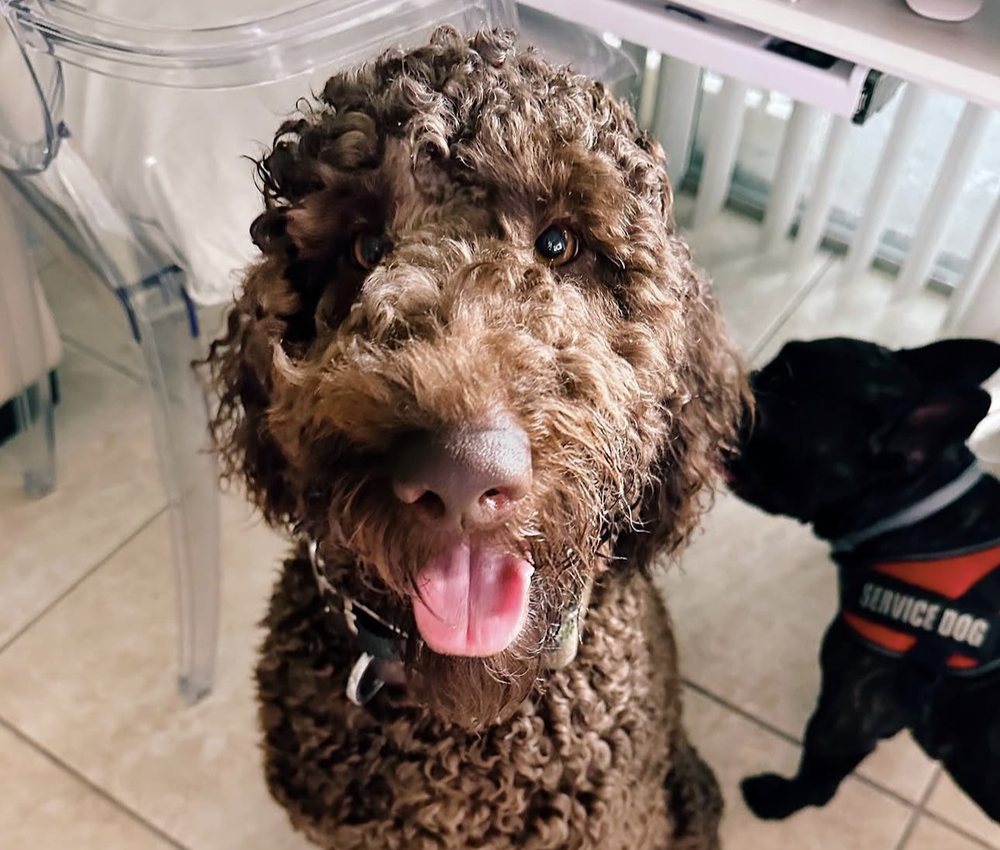 Duke, a curly brown doodle, smiling with his tongue out, with a French Bulldog in a service dog vest beside him