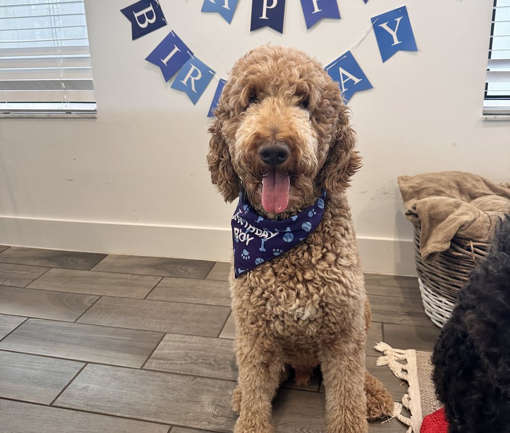 Ginger, a curly golden doodle in a blue bandana, sitting under a Happy Birthday banner