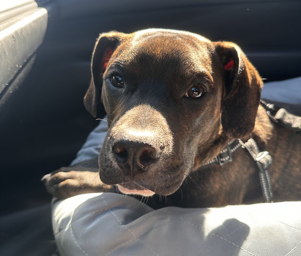 Shadow, a pit bull mix puppy, resting his head on a dog seat in the back of a car